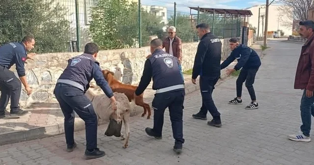Germencik te başıboş keçiler toplandı Aydın Haberleri