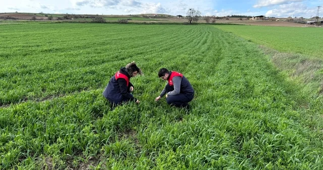 Kırklareli nde tarlalara ekilen kuraklığa dayanıklı yem bitkilerinin kontrolleri yapıldı Kırklareli Haberleri