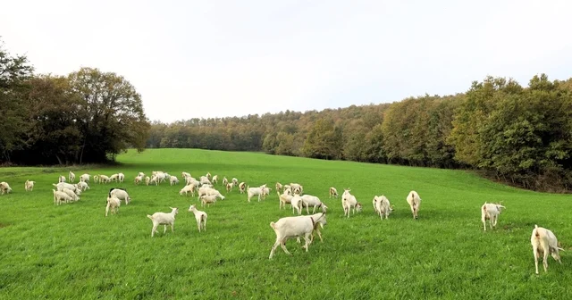 Süt otu desteği meraları yeşertti, maliyetleri düşürdü Yem maliyetine yeşil çözüm Kocaeli Haberleri