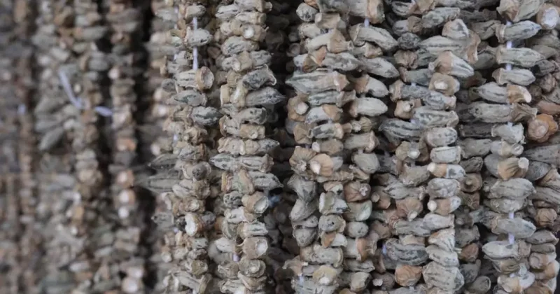 Kışın vazgeçilmezi kuru bamya 2 bin TL den tezgahta