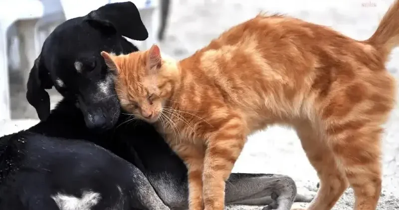 AB kedi ve köpeklerin refahına ilişkin yasa hazırladı Dünya Haberleri