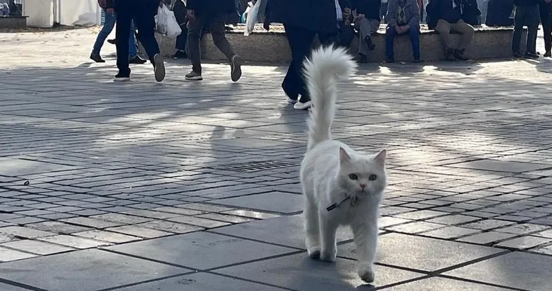 Kayseri de kaybolan kedi Titi Ankara da bulundu: 350 kilometreyi nasıl gitti?