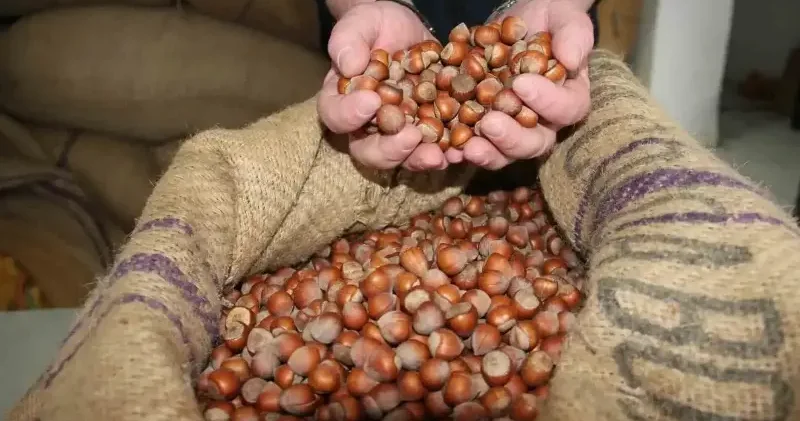 Giresun’da fındık fiyatları tekrar yükselişte Giresun Haberleri