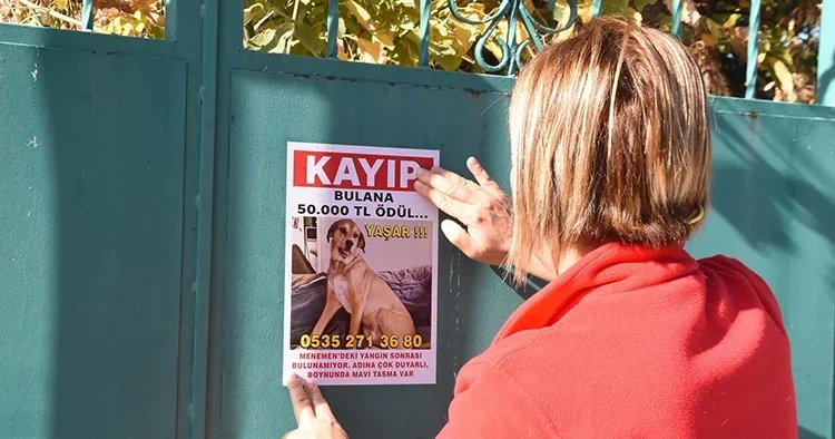 Arkadaşının evinde çıkan yangında köpeği kayboldu: Bulana ödül verecek