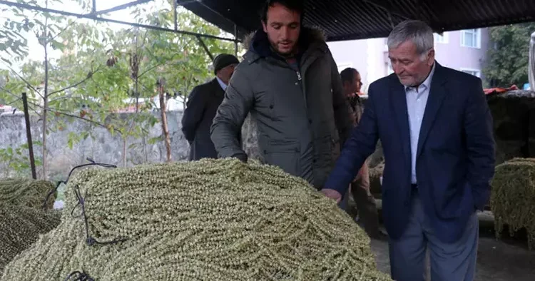 Köylerden tezgahlara! Şifa kaynağının fiyatı altınla yarışıyor