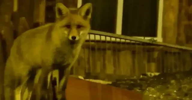 Kars ta mahalle sakinleri yaban hayvanlarını besliyor VİDEO İZLE