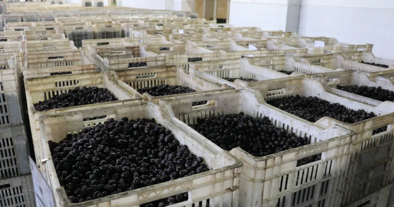 Türk zeytini Orta Doğu ya açılıyor Sözcü Gazetesi