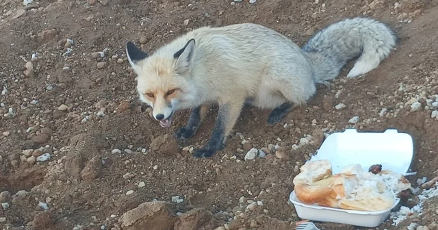 Pomza ocağının maskotu tilki: 3 yıllık sıra dışı dostluk Bitlis Haberleri