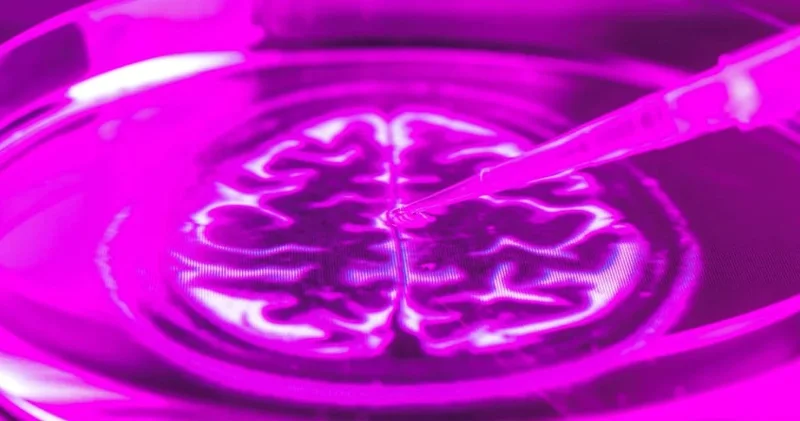 Laboratuvarda oluşturulan insan beyinleri dehşete düşürüyor