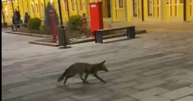 Eskişehir garında tren beklerken gördükleri tilki karşısından hayrete düştüler Eskişehir Haberleri