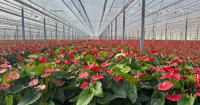 Seralarda modern üretim: Tonlarca salatalık ve süs bitkisi üretimi Tekirdağ Haberleri