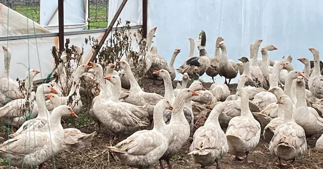 Meyve bahçelerinde yabani otla mücadelede kazlar sahaya indi Eğirdir MAREM de meyve bahçelerinde yabani otla mücadelede kazlı doğal dönem başladı Isparta Haberleri
