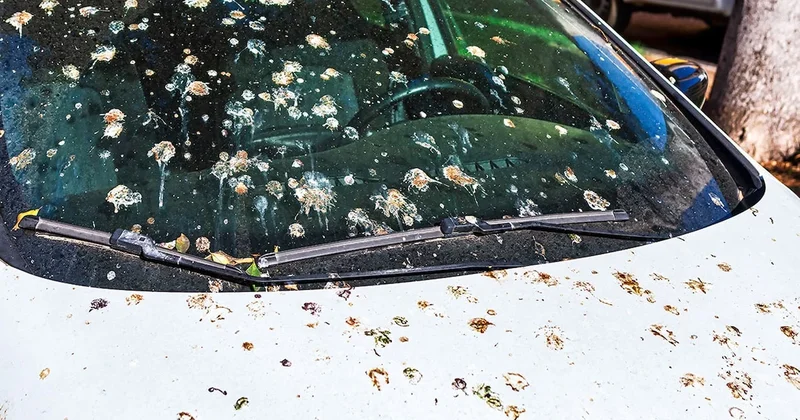 Arabaya iki fıs sıkınca kuşlar bir daha pislemiyor Sözcü Gazetesi