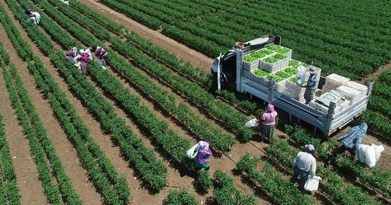 TÜİK açıkladı: Bitkisel üretim azaldı