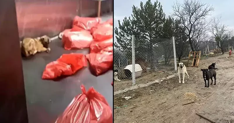Barınakta çöp poşetlerindeki ölü köpekler için soruşturma
