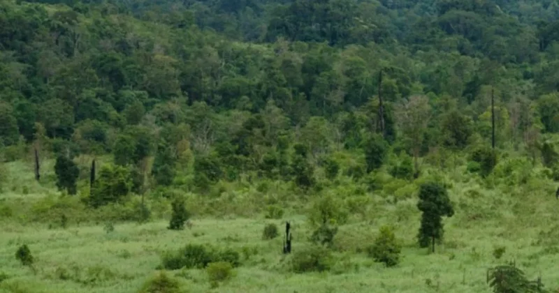 Herkes 30 yıl önce yok olduğunu sanıyordu yeniden ortaya çıktı Sözcü Gazetesi