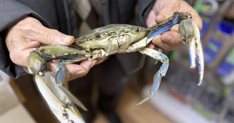 Sinop ta balıkçıların ağına mavi yengeç takıldı