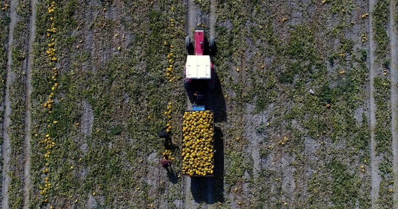 TÜİK açıkladı: 2025 yılında bitkisel üretim geriledi, meyvede sert düşüş yaşandı İş Yaşam Haberleri