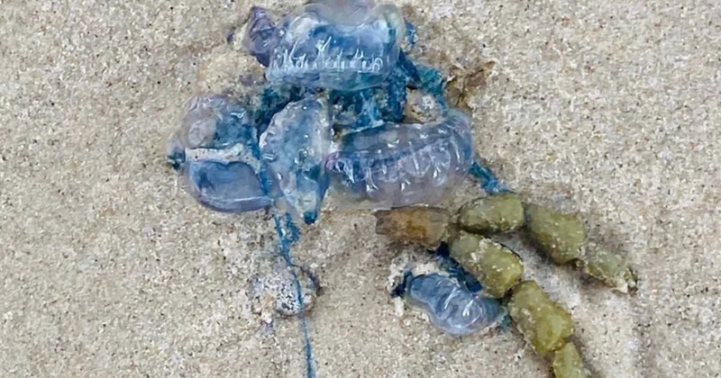 Dünyadaki en tuhaf 5 hayvan: İmkansız kelimesini yeniden düşündürüyor Sözcü Gazetesi