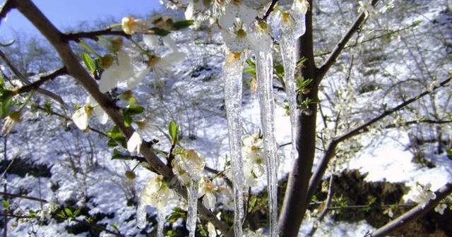 Aydın da zirai don alarmı: Bazı ilçelerde sıcaklık eksi 3 e kadar düşecek Aydın Haberleri