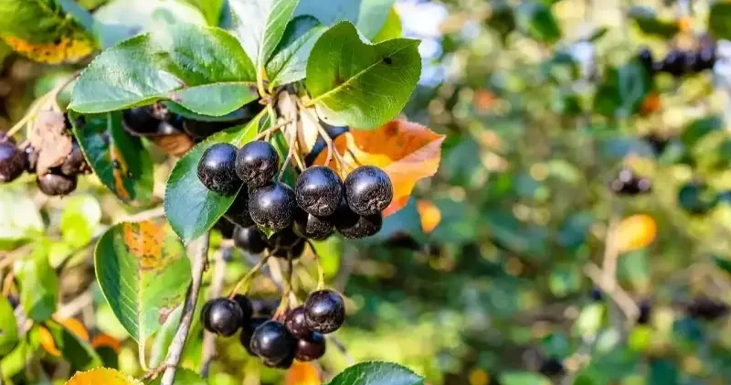 Bilim dünyasından dikkat çeken sonuç: Aronya kemoterapi hasarını baskılayabiliyor Sağlık Haberleri