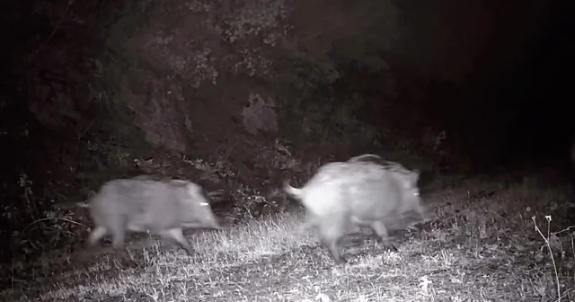 Tekirdağ da fotokapana domuz sürüsü takıldı Tekirdağ Haberleri