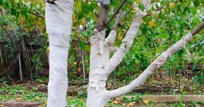 Badanadan çok daha basit: Ağaçları dondan ve kemirgenlerden koruyor, rekor hasat veriyor Sözcü Gazetesi