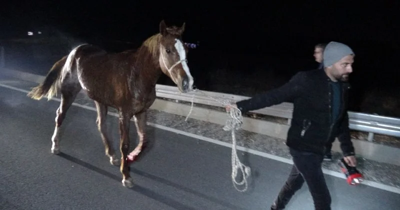 Malatya haberleri: Valilikten açıklama! Kaçan safkanlar için soruşturma SON DAKİKA HABERİ Son dakika haberleri