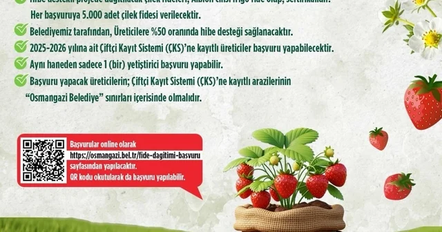 Osmangazi Belediyesi yüzde 50 hibeli çilek fidesi dağıtacak Bursa Haberleri