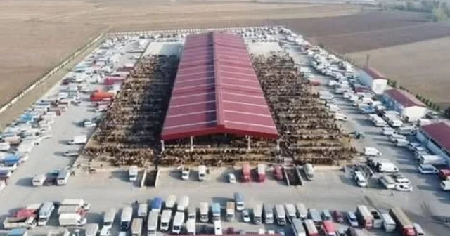 Çorum da kapalı olan hayvan pazarları 29 Aralık ta yeniden açılacak Çorum Haberleri