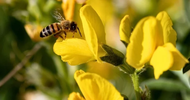 Koruma Altındaki Eber Sarısı yla ilgili önemli açıklama Afyonkarahisar Haberleri