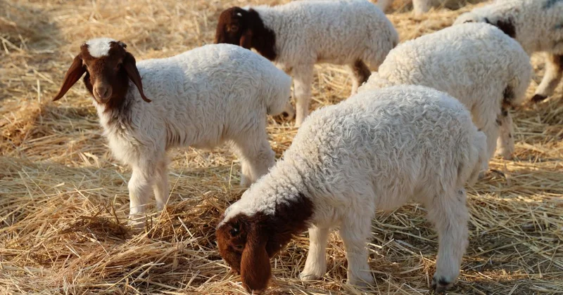 Türkiye nin dev işletmesinde 60 bin kuzu dünyaya geldi