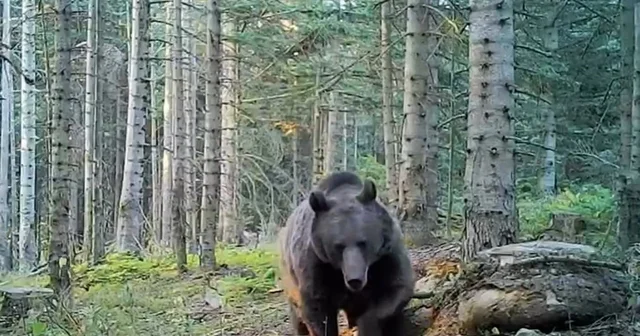 Uzmanlar kış uykusuna yatmaya hazırlanan ayılar konusunda uyardı Prof. Dr. Şağdan Başkaya: Ülkemizin hiç görülmedikleri yerlerinde; İç Ege, Trakya da, İç Anadolu ve civarında da ayı çokça karşımıza çıkmaya başladı Trabzon Haberleri