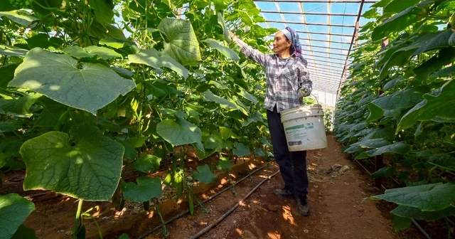 Mersin de hıyar fidesi desteği Aydıncık ta hasada dönüştü Mersin Haberleri
