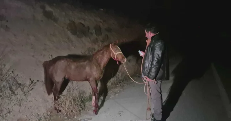 Milyonluk yarış tayları firarda: Bir kent teyakkuza geçti! Sözcü Gazetesi