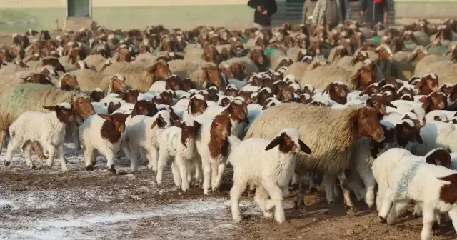 Dünyanın en büyüğü olarak gösteriliyor: Şanlıurfa daki işletmede 60 bin kuzu doğdu VİDEO İZLE