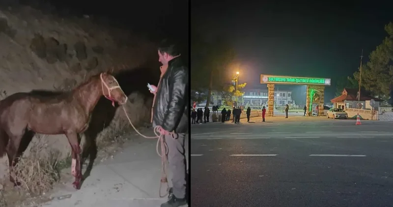 Milyonluk yarış atları kaçtı! Şehir ayağa kalktı: Atlardan 8 i öldü bazıları kayıp