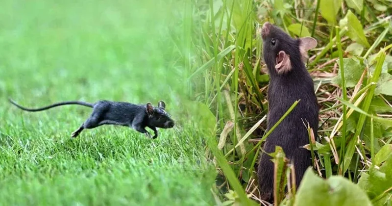 44 fare doğaya salındı, sadece 1 haftada insanlar için inanılmaz bir şey oldu Sözcü Gazetesi