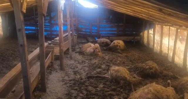 Erzincan da kurtlar ahıra girdi: 10 koyun telef oldu, 10 koyun yaralandı Erzincan Haberleri