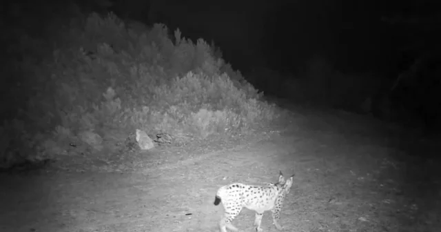 Ormanın hayaleti vaşak kamerada Çankırı Haberleri