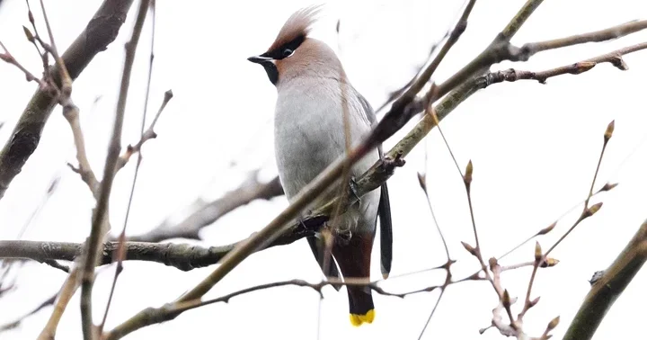Nadir görülüyor! İstanbul da ipekkuyruk sürprizi