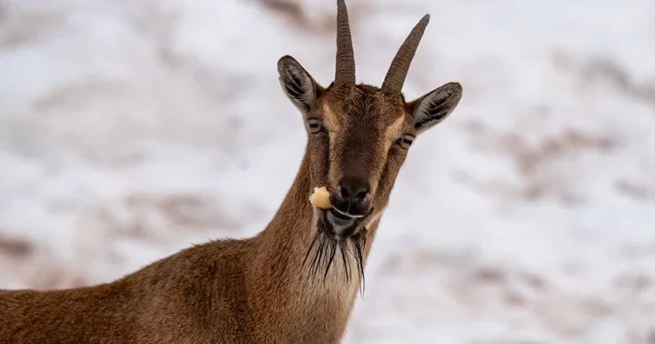 Karlı bölgede yiyecek ararken görüntülendiler