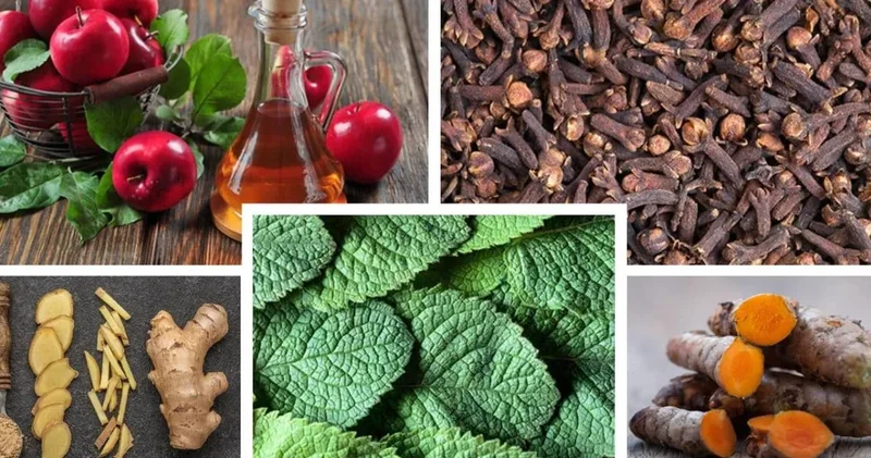 Kirazdan kekiğe…Hangi bitki hangi ağrıya iyi gelir?