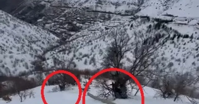 Eğimli arazide işçiler, karda kayan direkle birlikte sürüklendi; o anlar kamerada Diyarbakır Haberleri