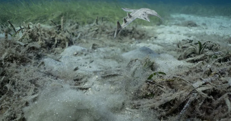 Erdek Körfezi’nde de umut veren bulgu Son dakika haberleri