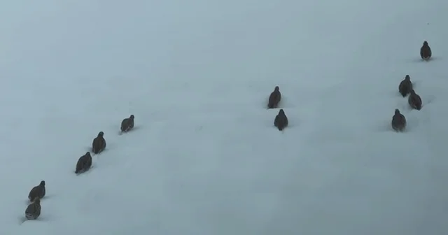 Erzincan da keklik ve tavşan avı yasaklandı Erzincan Haberleri