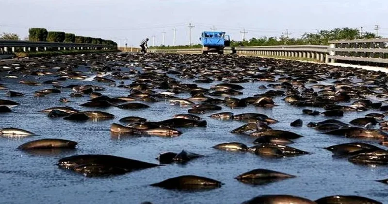 Kasabada 200 yıldır her haziran ayında gökten balık yağıyor Sözcü Gazetesi