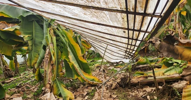 Mersin de dolu sera çökertti, bahçelere zarar verdi Mersin Haberleri