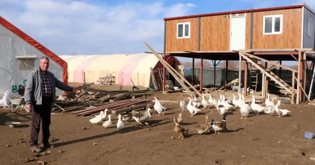 3 asırdır köylerinde kaz yetiştiriyorlar Afyonkarahisar Haberleri