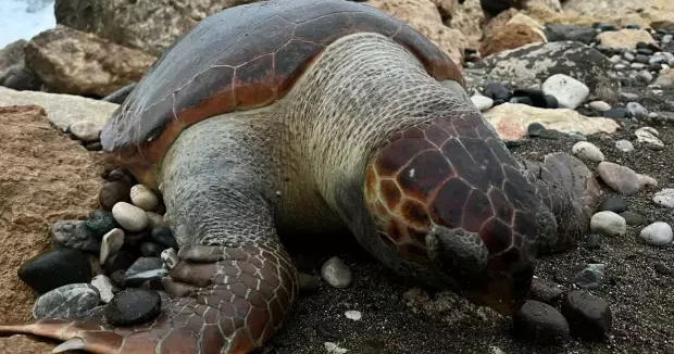 Mersin haberleri Nesilleri tehlike altında! Mersin de 15 günde 7 caretta caretta ölü bulundu 27 Ocak 2026